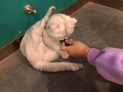 -飞行喵MR PILOT|猫舍·猫咖(静安大融城店)