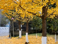 -长白岛森林公园