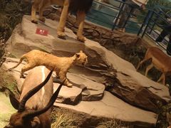 -陕西自然博物馆