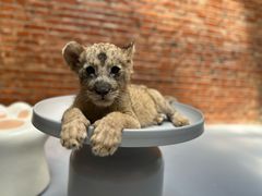 -北京野生动物园