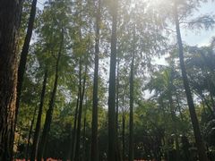 -晓港公园