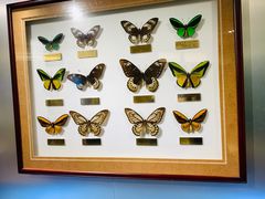 -上海昆虫博物馆