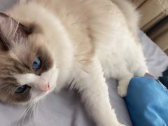 -瑞鹏宠物医院·骨科·猫科·内科(第一中心)