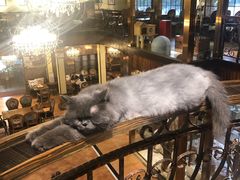 -more than meow吴止猫主题餐厅(承德 中船汇店)