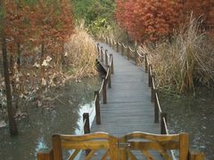 -溱湖国家湿地公园