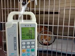 -艾贝尔宠物医院·狂犬免疫点(江山金象城店)