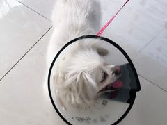 -北京观赏动物医院·24小时大型综合·猫专科·异宠专科