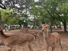 -奈良公园