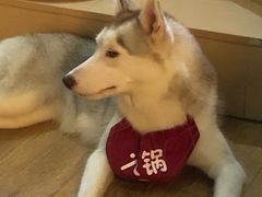 火锅-Husky Go! 哈士奇体验馆·宠物咖啡厅狗咖