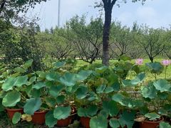 -上海海湾国家森林公园