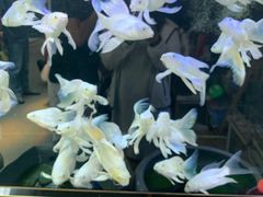 -平吉花卉市场