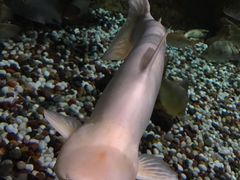 -迪拜水族馆及水下动物园