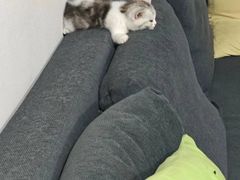 -1013 PET SHOP精品宠物商店(丁香店)