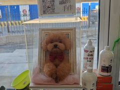 -派美特宠物医院·核磁CT·骨科肿瘤·疑难转诊(沈农禾丰店)