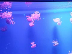 -福州罗源湾海洋世界旅游区