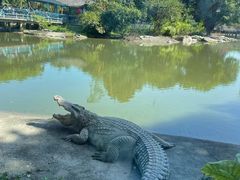 -广州长隆飞鸟乐园