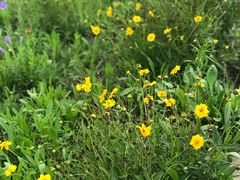 -永定河休闲森林公园