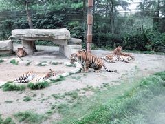 -上海野生动物园老虎餐厅