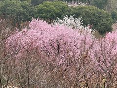 -无锡梅园公园