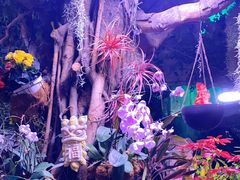 -正佳雨林生态植物园