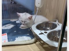 -屋虎猫馆(宝安大仟里店)