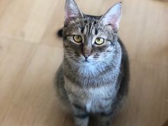 -猫在这儿猫咪咖啡馆·撸猫馆