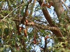 -西双版纳傣族园