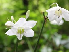 -莫里热带雨林景区