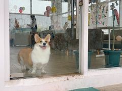 -汪说喵讲宠物乐园宠物酒店(红星美凯龙店)