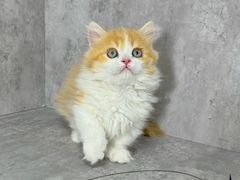 -小猫来了·猫舍(红山六九七九店)