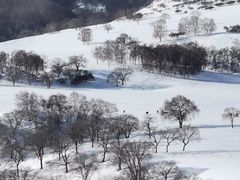 -乌兰布统草原