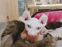 -藏猫猫咖啡主题馆(中央大道店)