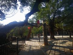 -小洲村