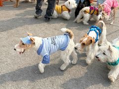 -爪吧宠物乐园 (温榆河示范区店)