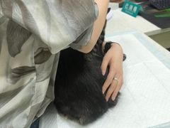 -天宠宠物医院24小时·急重症诊疗中心·全科·腔镜特色(和平分院)