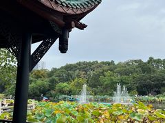 -桂湖森林公园