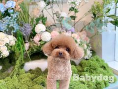 -BABYDOG宝贝狗宠物乐园(欧洲城店)