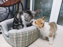 -1013 PET SHOP 宠物商店(近铁城市广场店)