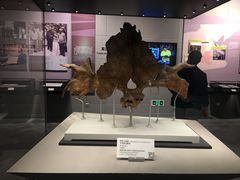 -北京周口店北京人遗址博物馆