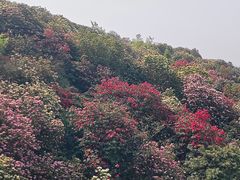 -贵州百里杜鹃风景名胜区