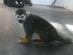-西安秦岭野生动物园