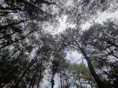 -铁山坪森林公园