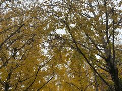 -高庙村(地铁站)