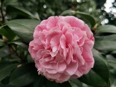 -金花茶公园