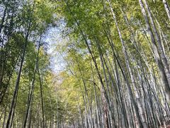 -上海佘山国家森林公园天马山园