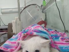 -达爱动物医院·犬猫分区·CT·复杂眼科(远洋山水分院)