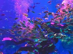 -芜湖新华联大白鲸海洋公园