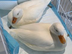 -怪兽屋·羊驼·猫咖·狗咖(俊华广场店)