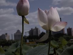 -莲花池公园