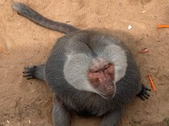 -西霞口神雕山野生动物世界